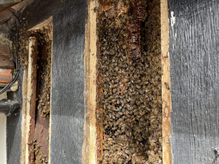 Rehoming honey bees from a historic timber-frame